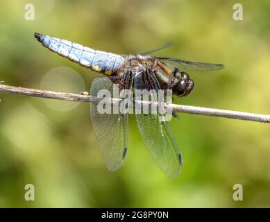 Die breitkörperige Chaser-Libellula depressa-Libelle in Ruhestellung befindet sich in einer typischen, schwanzaufrahmenden Flügellage an einem Teich in Somerset, Großbritannien Stockfoto