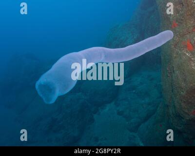 Brandsalben ( Pyrosomatida) im offenen Wasser des Atlantischen Ozeans, Madeira Portugal Stockfoto