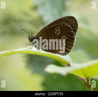 Der Ringel-Schmetterling Aphantopus hyperantus enthüllt seine goldenen Augenringe - Somerset UK Stockfoto