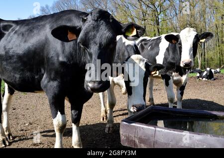 Herde junger Milchkuh oder Färse . Es handelt sich um eine Holstein-Friesenkuh, die für die Milchindustrie verwendet wird. Stockfoto