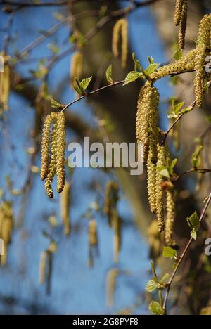 Kätzchen, die an einer Silberbirke hängen (Betula Pendula). Stockfoto