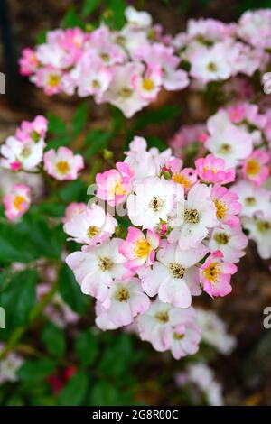Rosa Ballerina Moschus rose Blumen Stockfoto