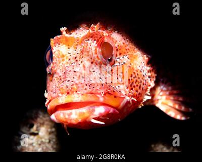 Nahaufnahme eines Madeira-Steinfisches (Scorpaena maderensis), Madeira, Portugal Stockfoto