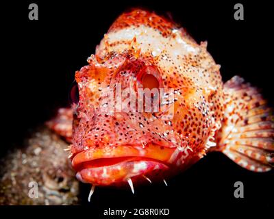 Nahaufnahme eines Madeira-Steinfisches (Scorpaena maderensis), Madeira, Portugal Stockfoto