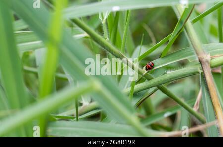 Rotfleckiger Marienkäfer beim Wandern auf den wilden Gräsern im Dschungel Stockfoto