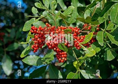 Brasilianische peppertree Früchte (Schinus terebinthifolius) Stockfoto