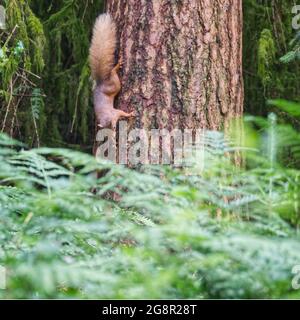 Eichhörnchen Stockfoto