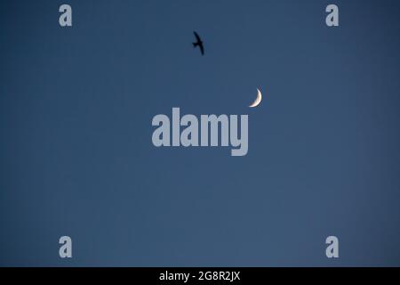 Mond in einem klaren Himmel vor Einbruch der Dunkelheit mit schneller Vogelsilhouette. Unfokussierter schwarzer Vogel gegen den zunehmenden Halbmond. Stockfoto