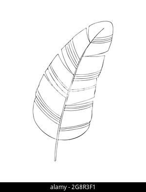 Bananenblatt schwarze Kontur Silhouette Handzeichnung auf weißem Hintergrund. Vektorgrafik Stock Vektor