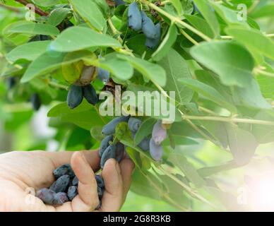 Beeren ernten. Das Blauhonig ist eine Frühbeere mit einer extrem hohen Konzentration an Anthocyanen und Flavonoid-Pigmenten. Geißeljam wi Stockfoto