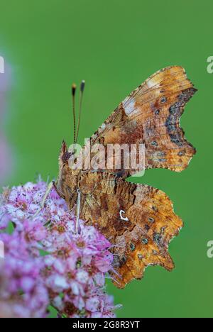 Comma Butterfly - Polygonia c-Album, schöner Pinselfalter aus europäischen Feldern und Wiesen, Zlin, Tschechische Republik. Stockfoto