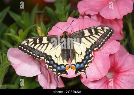 Schwalbenschwanzschmetterling auf rosa Blüten. Draufsicht, Nahaufnahme. Stockfoto