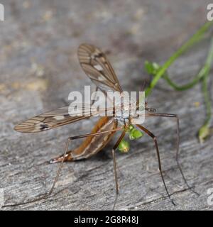 Langbeinige Mücke (Karamor) mit smaragdgrünen Augen. Makrofotografie. Stockfoto