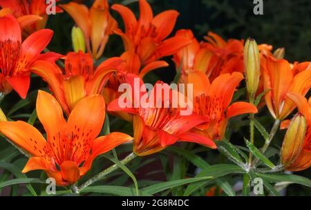 Dahurian (Pennsylvania) Lily Flowers close-up auf einem dunklen Hintergrund. Stockfoto