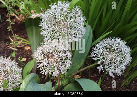 Allium carataviense ‘Ivory Queen’ Kara Tau Garlic - kugelförmige Dolde aus weißen sternförmigen Blüten, sehr schlanke Blütenblätter, Mai, England, Großbritannien Stockfoto