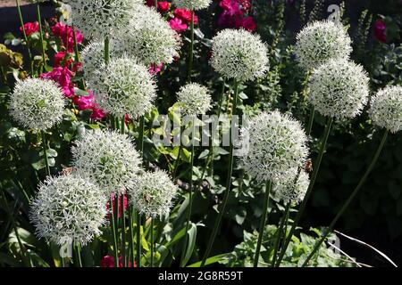Allium stipitatum ‘Mount Everest’ Allium Mount Everest – kugelförmige Dolden aus weißen sternförmigen Blüten an hohen Stielen, Mai, England, Großbritannien Stockfoto