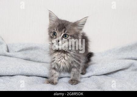 Niedliches kleines gestreiftes Kätzchen im Alter von einem Monat sitzt auf einer Decke auf einem hellen minimalistischen Hintergrund und schaut auf die Kamera. Waren für Tiere. Stockfoto