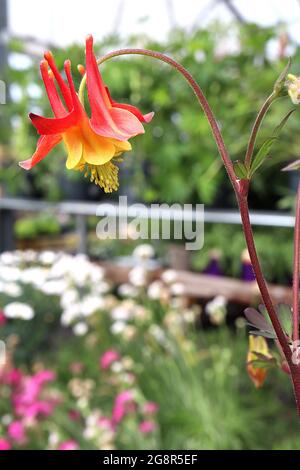 Aquilegia formosa Western columbine - gelbe glockenförmige Blüten mit roten Sepalen und mittelgeraden Spornen, Mai, England, UK Stockfoto