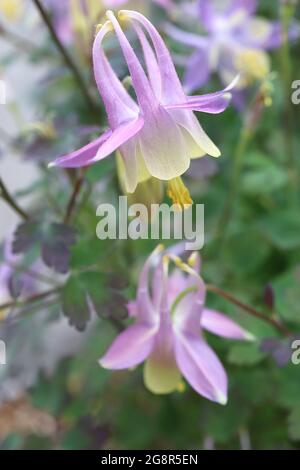Aquilegia laramiensis Laramie columbine – cremefarbene und violette Rosenblüten mit mittelgroßen Hakenspornen, Mai, England, Großbritannien Stockfoto