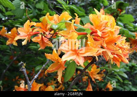 Azalea ‘Gibraltar’ Rhododendron Gibraltar – orangefarbene Blüten mit gelbem Streulicht, Mai, England, Großbritannien Stockfoto