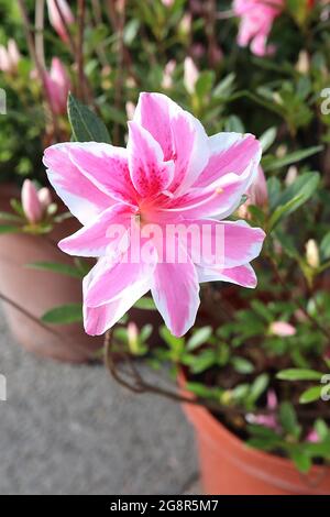 Azalea japonica / Rhododendron ‘Melle’ Doppelte weiße Blüten mit breitem rosa Mittelstreifen und tiefrosa Fleck, Mai, England, UK Stockfoto