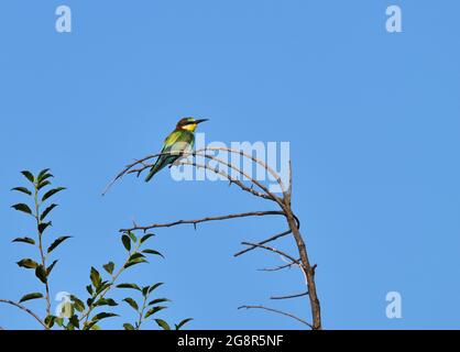 Europäischer Bienenfresser - Merops apiaster sitzt in einem Ast Stockfoto