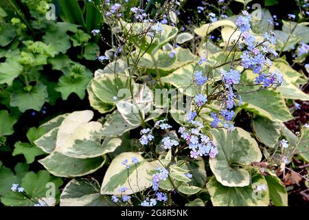 Brunnera macrophylla ‘Hadspen Cream’ Great Forget-Me-Not Hadspen Cream – Sprays mit leuchtend blauen Blüten und bunten Blättern, Mai, England, Großbritannien Stockfoto