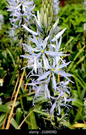 Camassia cusickii Cussicks Camas – große sternförmige hellblaue Blüten an Blütenspitzen, Mai, England, Großbritannien Stockfoto