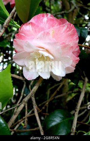 Camellia japonica ‘Grace Albritton’ Japanische Kamelie Grace Albritton – formelle Doppelblüten mit weißen inneren Blütenblättern und rosa gestreift, Stockfoto