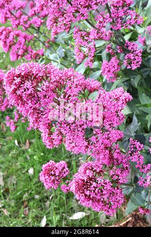 Centranthus ruber Red Baldrian – Knospende rote Blütenstände an hohen Stielen, Mai, England, Großbritannien Stockfoto