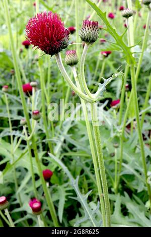 Cirsium rivulare ‘Atropurpureum’ Plumé distle Atropurpureum – Krone aus tiefroten Blüten auf graugrünen Hochblättern, Mai, England, Großbritannien Stockfoto