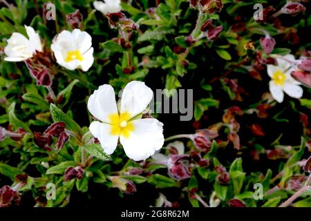 Cistus salviifolius ‘Prostratus’ Sageleaf-Steinrose – weiße Blüten mit gelbem Zentrum, haarige kastanienbraune Blütenknospen, Mai, England, Großbritannien Stockfoto