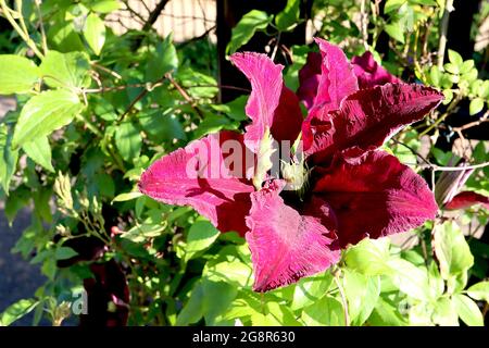 Clematis ‘Rebecca’ mittelgroße, sternförmige, tiefrote Blüten mit zentralem kastanienbraunen Streifen, Mai, England, Großbritannien Stockfoto