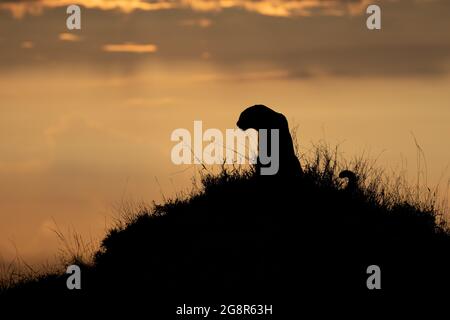 Silhouette eines Leoparden, Panthera pardus, der auf einem Termitenhügel sitzt Stockfoto