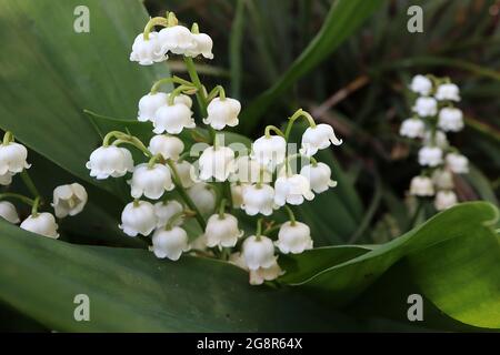 Convallaris majalis Maiglöckchen – weiße glockenförmige, hängende Blüten mit sehr breiten elliptischen Blättern, Mai, England, Großbritannien Stockfoto