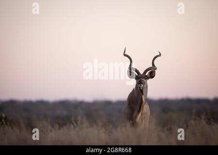 Ein männlicher Kudu, Tragelaphus strepsiceros, steht während des Sonnenuntergangs im hohen Gras Stockfoto