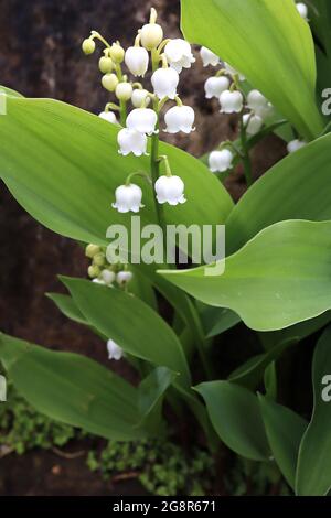 Convallaris majalis Maiglöckchen – weiße glockenförmige, hängende Blüten mit sehr breiten elliptischen Blättern, Mai, England, Großbritannien Stockfoto