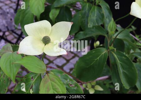 Cornus kousa var chinensis ‘China Girl’ Chinese Dogwood China Girl – winziger, zentraler Blütenhaufen, umgeben von hellgrün-weißen Täften, Mai Stockfoto