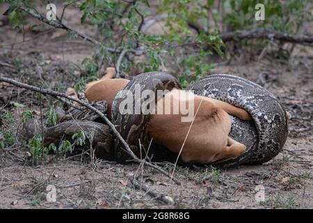 Eine afrikanische Python, Python sebae, erwürgt eine Antilope Stockfoto