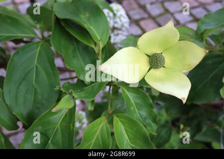 Cornus kousa var chinensis ‘China Girl’ Chinese Dogwood China Girl – winziger, zentraler Blütenhaufen, umgeben von hellgrün-weißen Täften, Mai Stockfoto