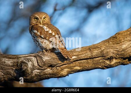 Afrikanischer Sperlingskauz, Glaucidium capense, sitzt auf dem Ast Stockfoto