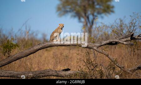 Ein Gepard-Junge, Acinonyx jubatus, sitzt auf einem umgefallenen Ast Stockfoto