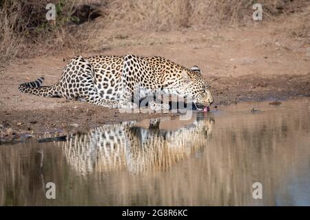 Ein Leopard, Panthera pardus, beugt sich, um Wasser aus einem Wasserloch zu trinken Stockfoto