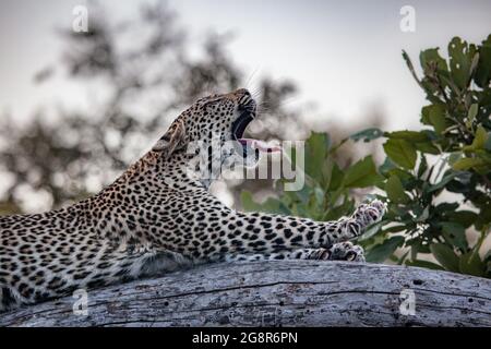 Ein Leopard, Panthera pardus, liegt auf einem Baumstamm und gähnt und streckt die Pfoten aus Stockfoto