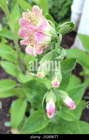 Digitalis purpurea monstrosa Digitalis purea campanulata Mutant Foxglove - große, gerillte, schalenförmige rosa und cremefarbene Topblume mit purpurroten Flecken, Stockfoto