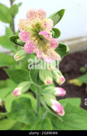 Digitalis purpurea monstrosa Digitalis purea campanulata Mutant Foxglove - große, gerillte, schalenförmige rosa und cremefarbene Topblume mit purpurroten Flecken, Stockfoto