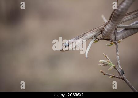 Ein Boomslang, Dispholidus typus, wacht von einem Baum Stockfoto