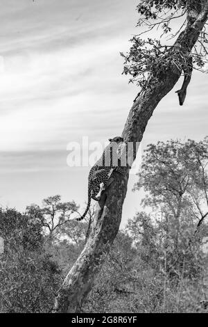 Ein Leopard, Panthera pardus, klettert auf einen Vertikalbaum, um zu ihrem Impala-Kill, Aepyceros melampus, zu gelangen Stockfoto