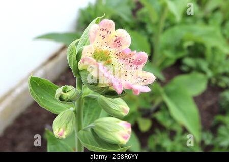 Digitalis purpurea monstrosa Digitalis purea campanulata Mutant Foxglove - große, gerillte, schalenförmige rosa und cremefarbene Topblume mit purpurroten Flecken, Stockfoto