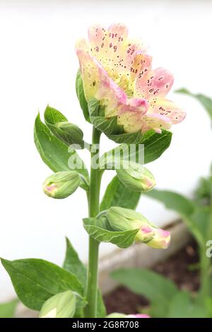 Digitalis purpurea monstrosa Digitalis purea campanulata Mutant Foxglove - große, gerillte, schalenförmige rosa und cremefarbene Topblume mit purpurroten Flecken, Stockfoto